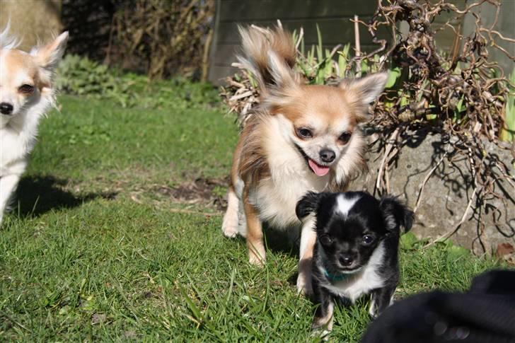 Chihuahua silke - skal nala og bailey være lige i hælen på mig ...så kan man jo ikke lave ulykker ..... billede 14