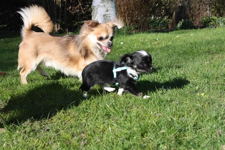Chihuahua silke billede 15