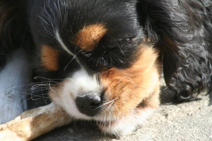 Cavalier king charles spaniel Tilde - mmmm.. guf onkel Nemos gennemtyggede politistav billede 6