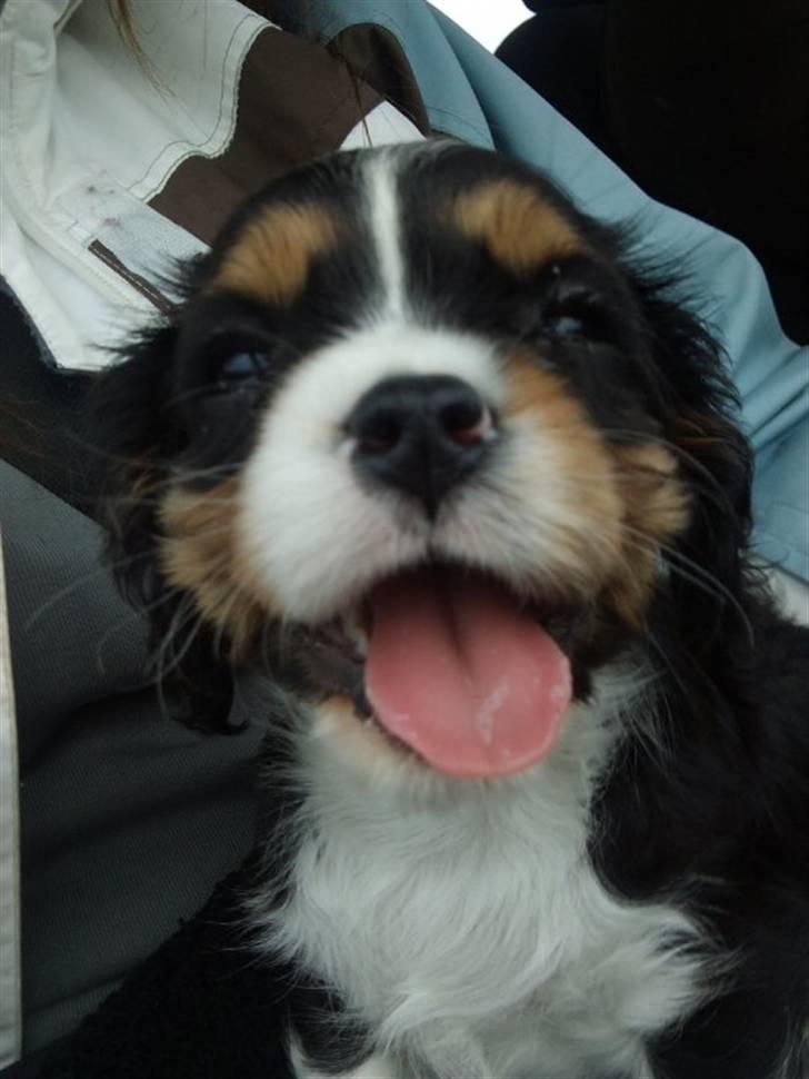 Cavalier king charles spaniel Tilde - på vej til mit nye hjem billede 7