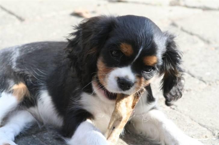 Cavalier king charles spaniel Tilde billede 8