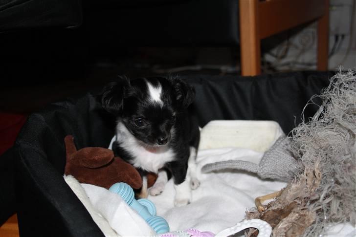 Chihuahua silke billede 16