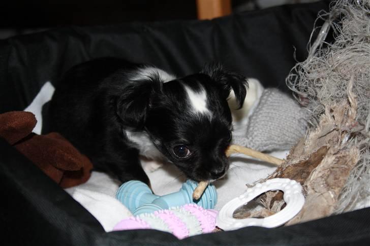 Chihuahua silke billede 17