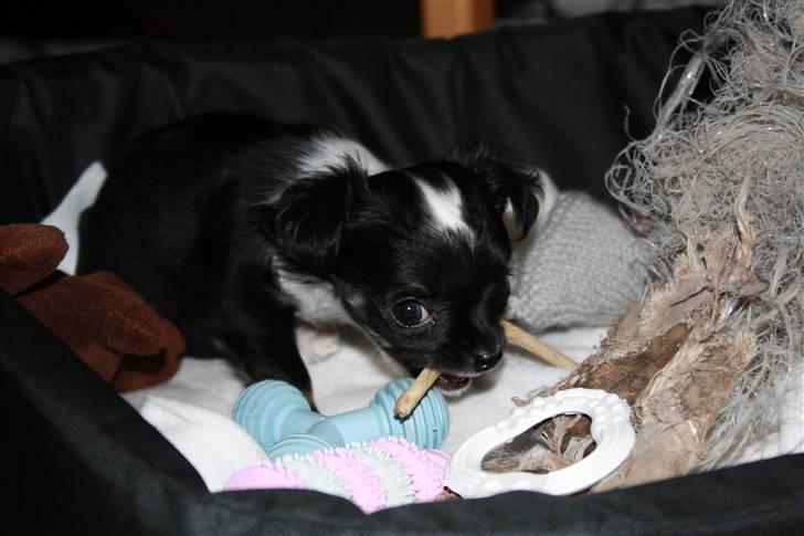 Chihuahua silke billede 18