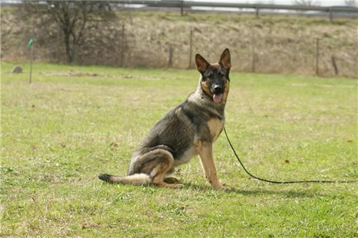 Schæferhund Abardi Chaos billede 8