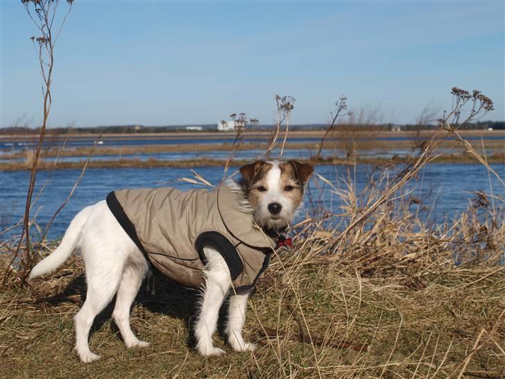 Jack russell terrier Labell - Smuksak!! billede 4
