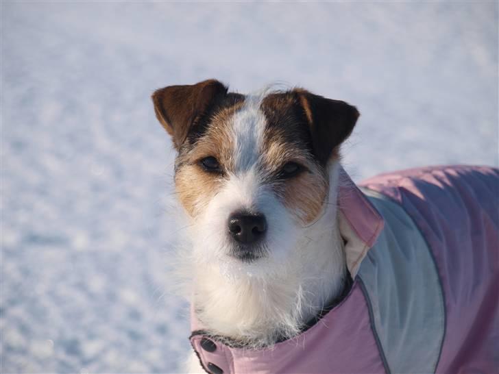 Jack russell terrier Labell billede 5