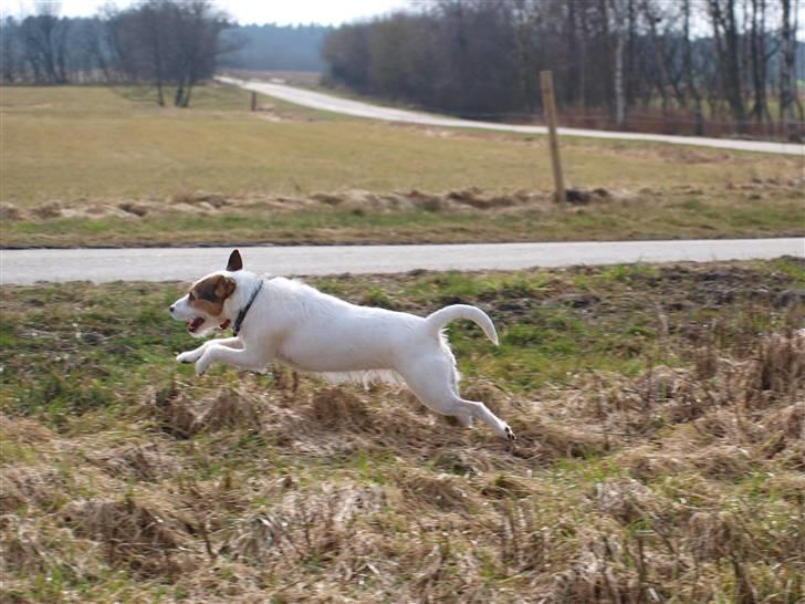 Jack russell terrier Labell billede 6