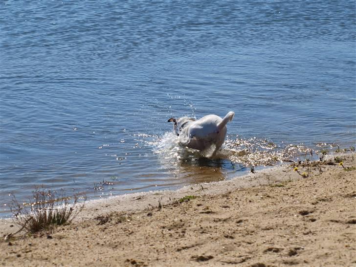 Jack russell terrier Labell - UPS! Labell hader vand. billede 7