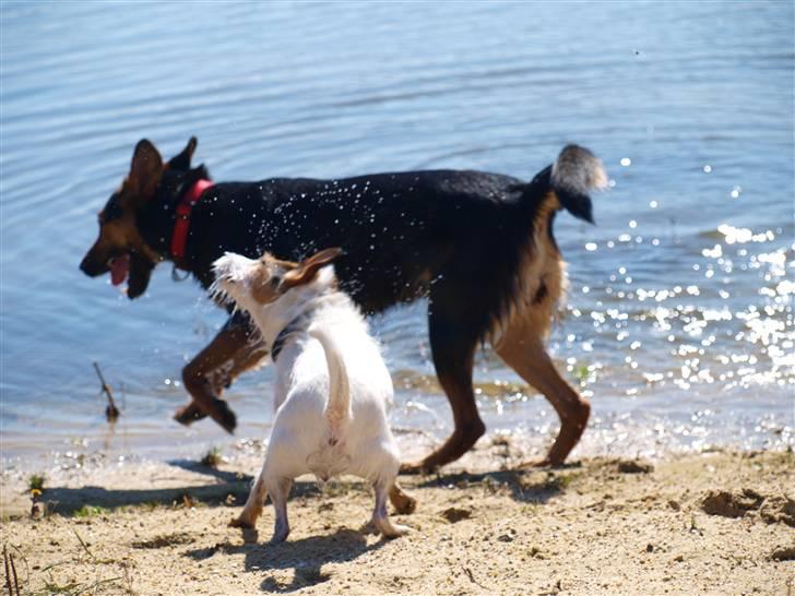 Jack russell terrier Labell billede 8