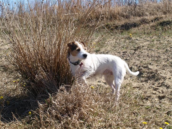 Jack russell terrier Labell billede 9