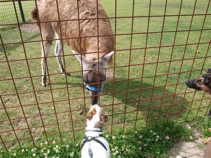 Jack russell terrier Labell - Hilser lige på en lama. billede 10