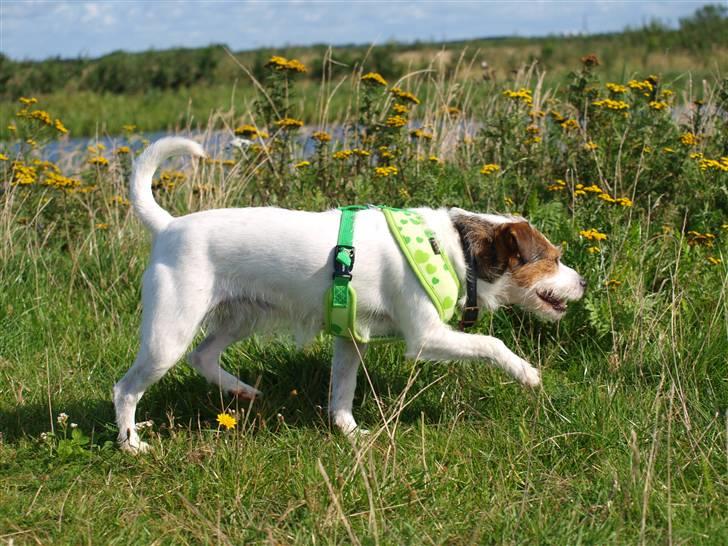 Jack russell terrier Labell billede 11