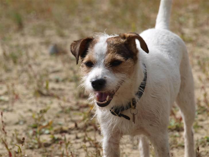 Jack russell terrier Labell billede 12