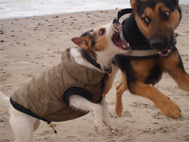 Jack russell terrier Labell - Leger. billede 13