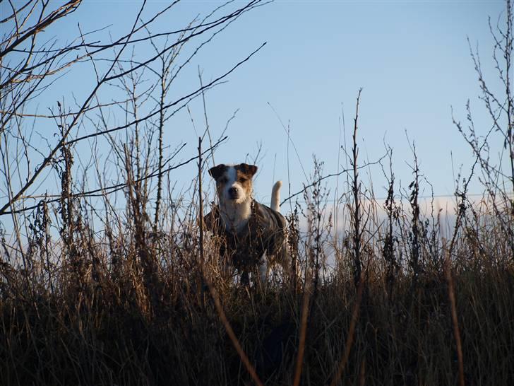 Jack russell terrier Labell billede 14