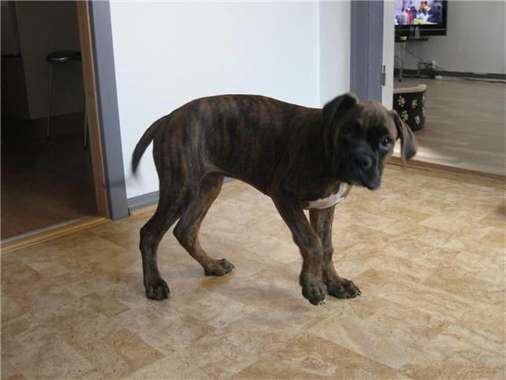 Boxer KATO billede 6