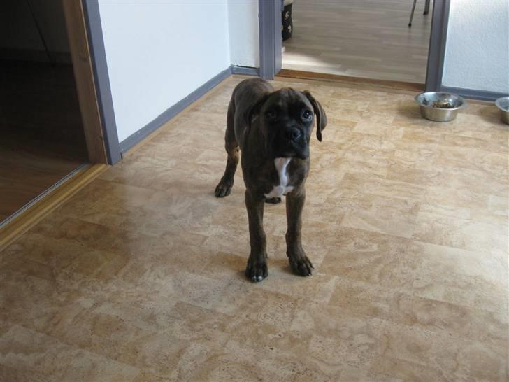 Boxer KATO billede 7