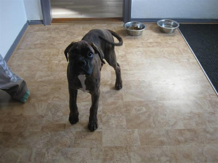 Boxer KATO billede 8