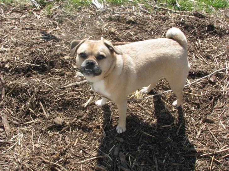 Blanding af racer charlie billede 10