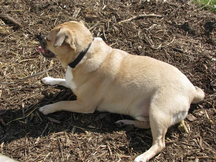 Blanding af racer charlie billede 11