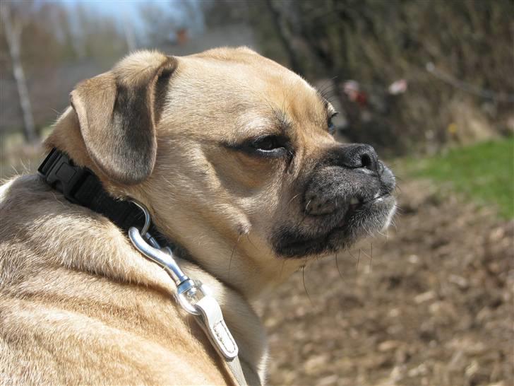 Blanding af racer charlie billede 12