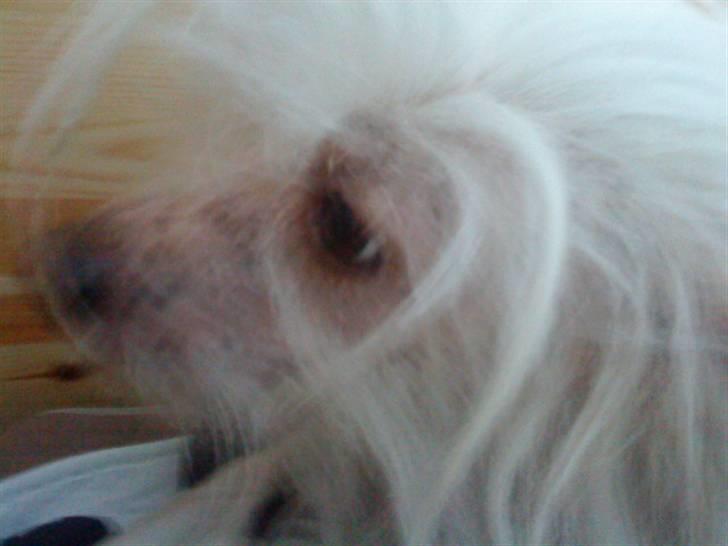 Chinese crested hårløs Cevin Clein - Er jeg ikk god til at være model?;D billede 3