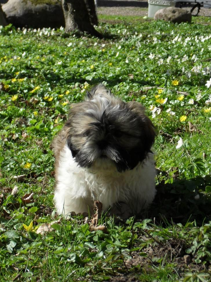 Shih tzu Toffie billede 6
