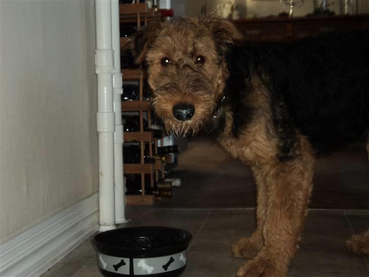 Airedale terrier Bowie billede 1