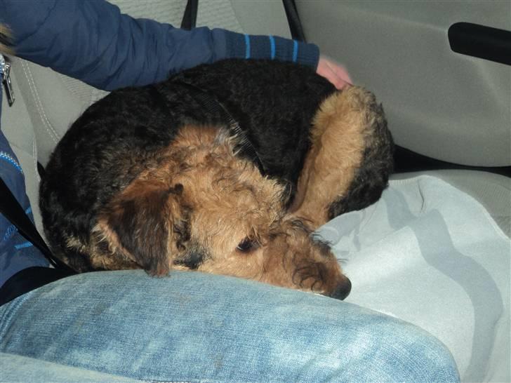 Airedale terrier Bowie - I bilen på vej hjem billede 2