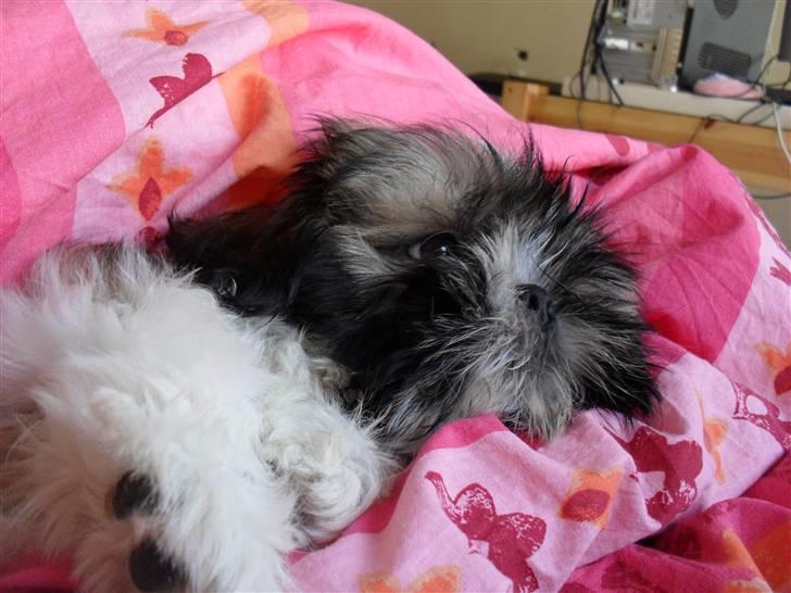 Shih tzu Toffie billede 7