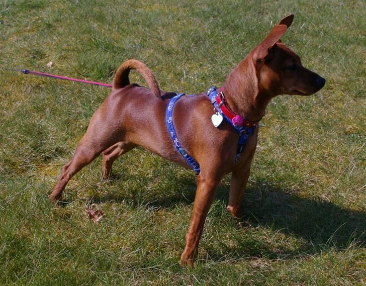 Dvaergpinscher Perle - Bare kom an, jeg er klar billede 1