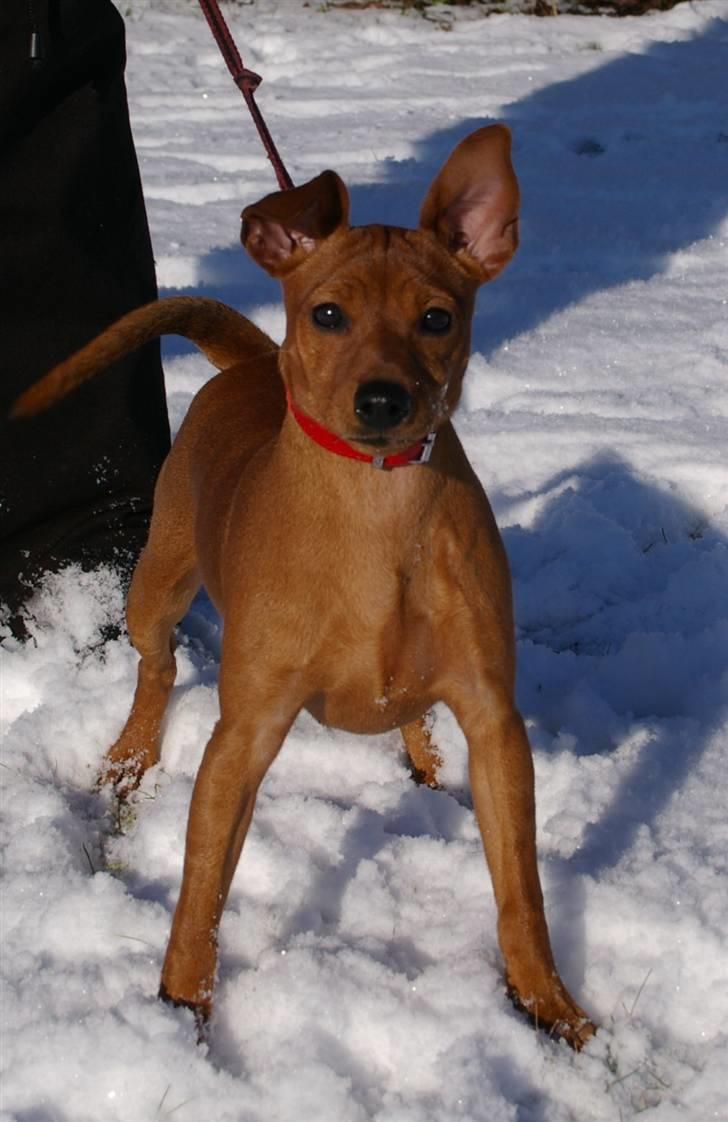 Dvaergpinscher Perle - den første sne billede 2