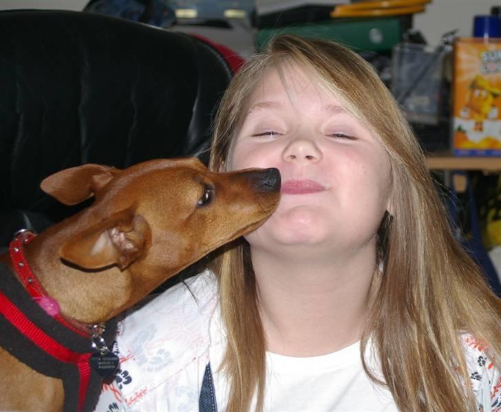 Dvaergpinscher Perle - jeg elsker også dig billede 3