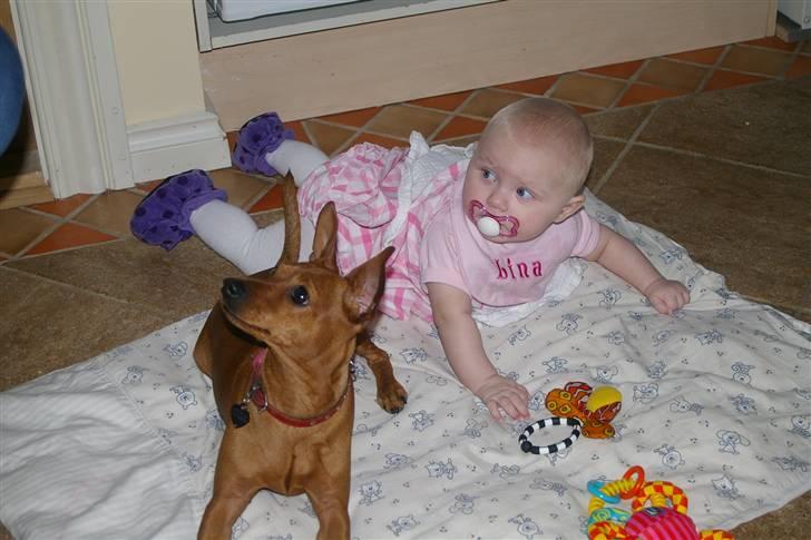 Dvaergpinscher Perle - Jeg har styr på det billede 4