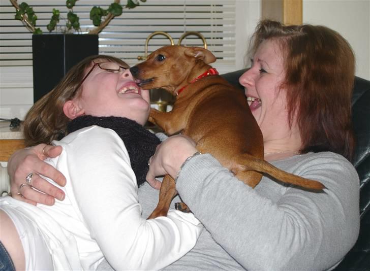 Dvaergpinscher Perle - Også mig ! billede 5