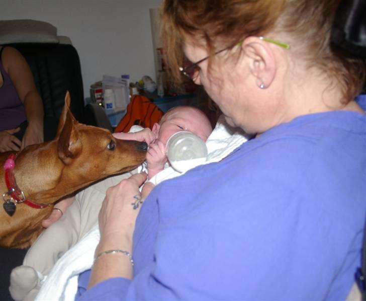 Dvaergpinscher Perle - Har du brug for hjælp billede 6