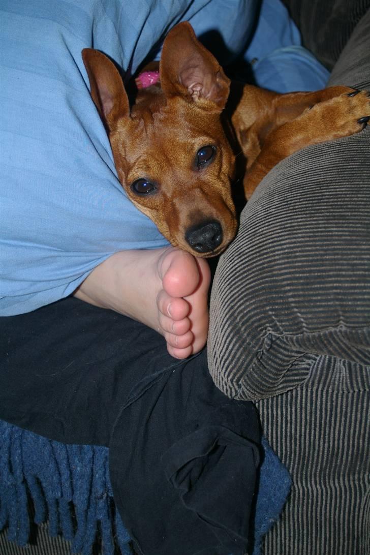 Dvaergpinscher Perle - Godnat billede 7