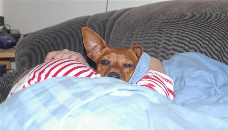 Dvaergpinscher Perle - ups, afsløret billede 8