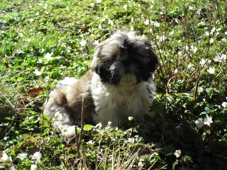 Shih tzu Toffie billede 5