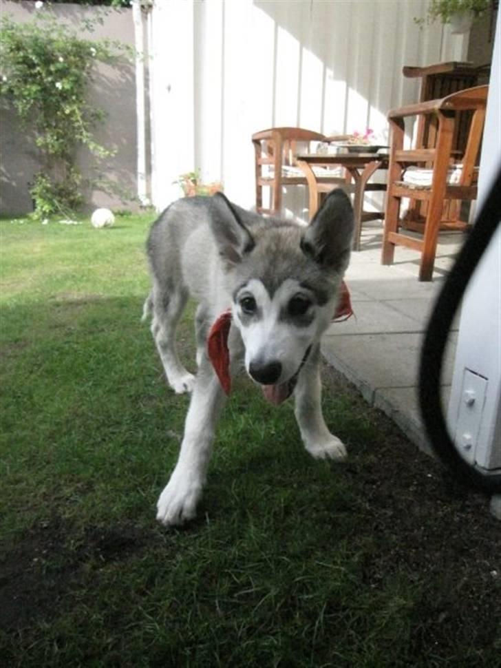 Alaskan malamute Keyla billede 6