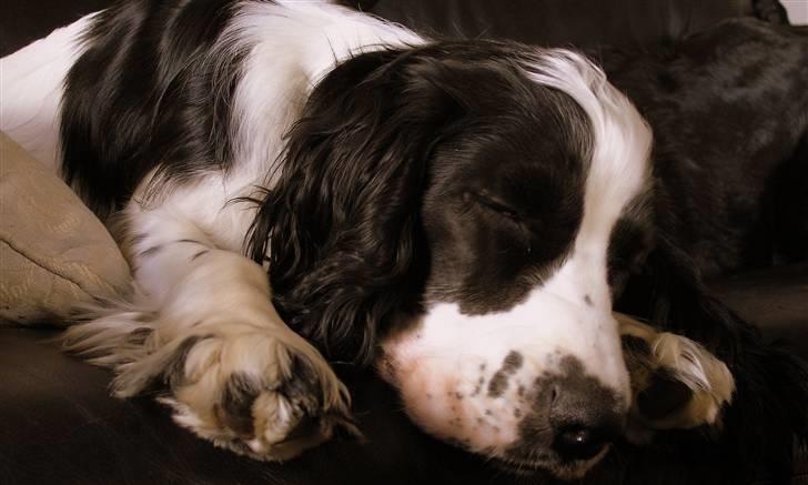 Cocker spaniel Lady billede 8