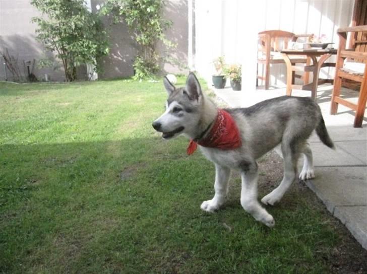 Alaskan malamute Keyla billede 7