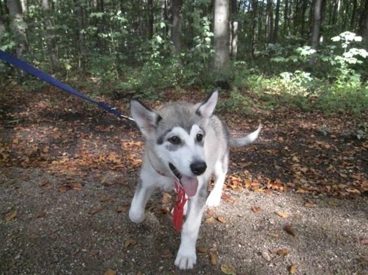 Alaskan malamute Keyla billede 8