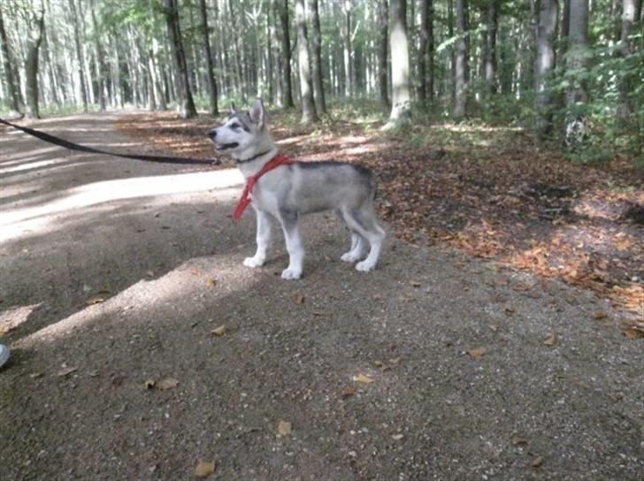 Alaskan malamute Keyla billede 9