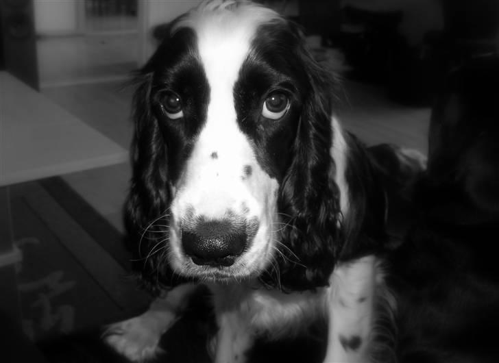 Cocker spaniel Lady billede 9