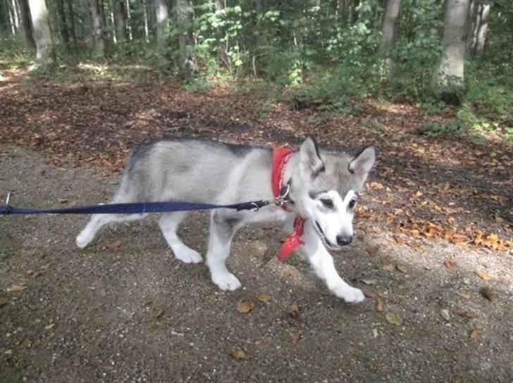 Alaskan malamute Keyla billede 10