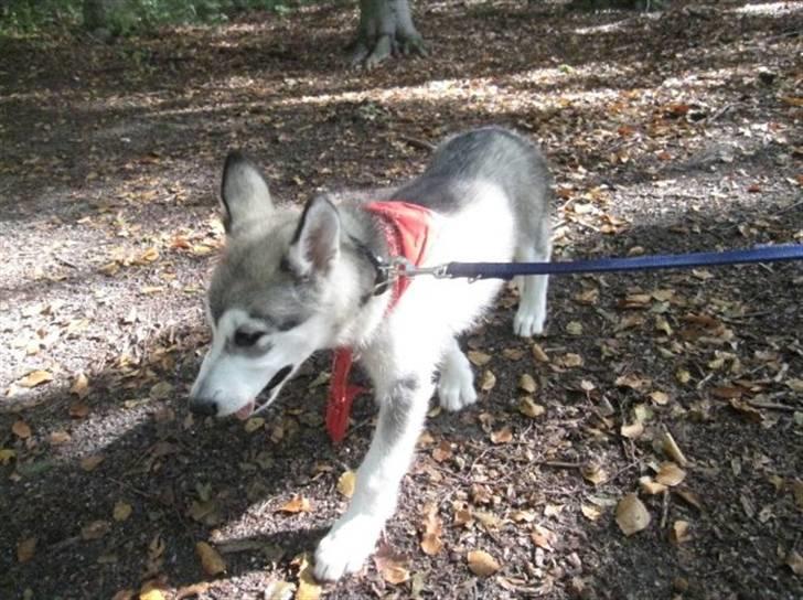 Alaskan malamute Keyla billede 11