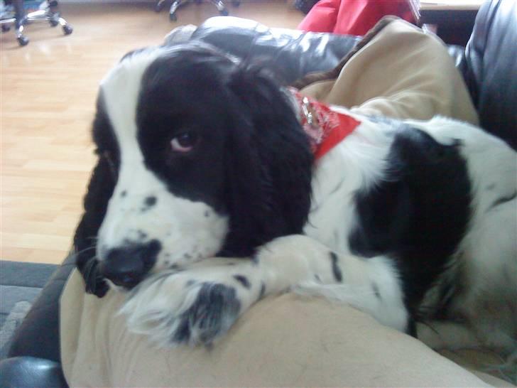 Cocker spaniel Lady billede 10