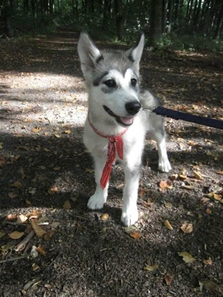 Alaskan malamute Keyla billede 12